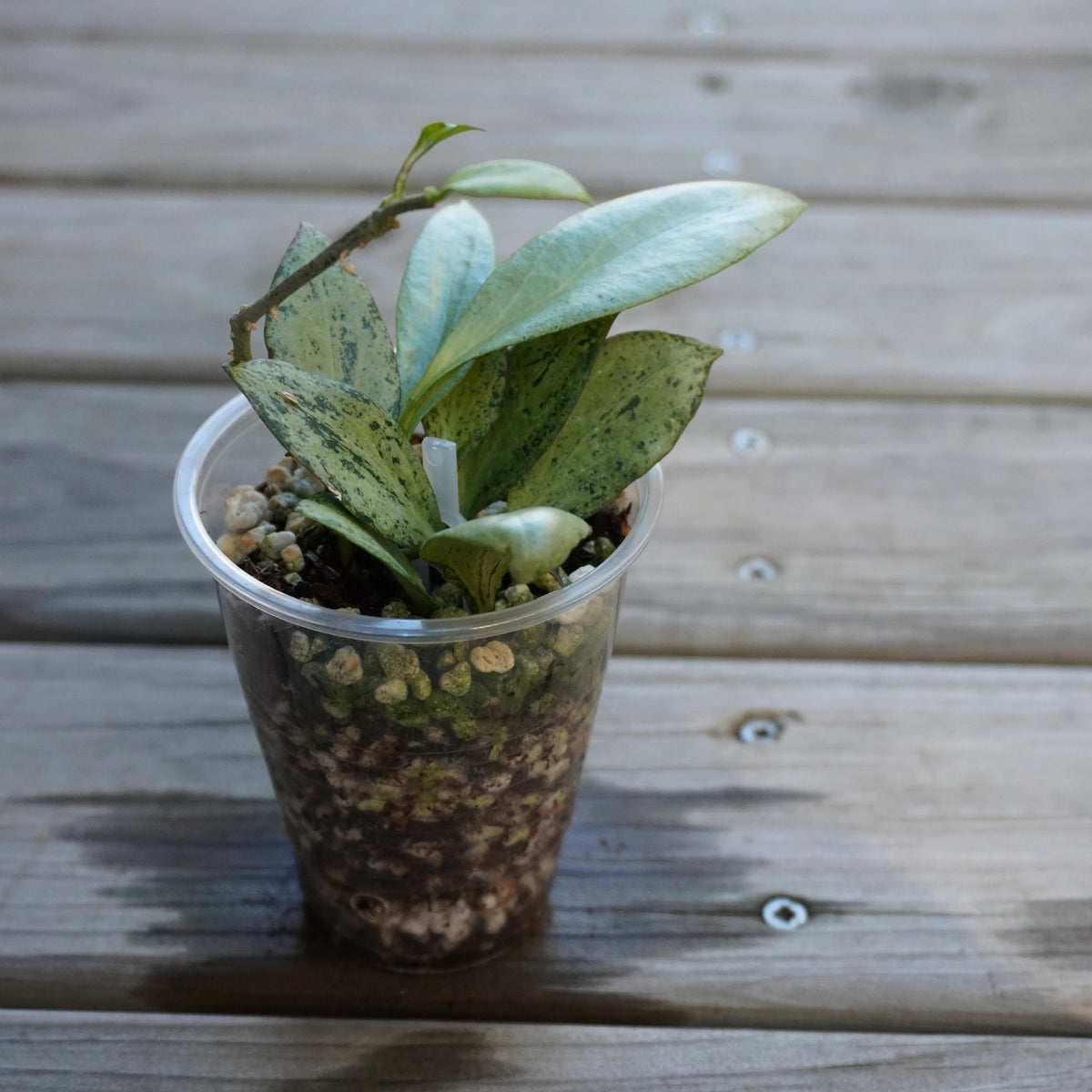 Hoya Nicholsoniae New Guinea Ghost (Hoya nicholsoniae) collector trailing indoor wax plant with striking silver leaves