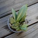 Hoya Nicholsoniae New Guinea Ghost (Hoya nicholsoniae) rare trailing indoor wax plant with striking silver leaves