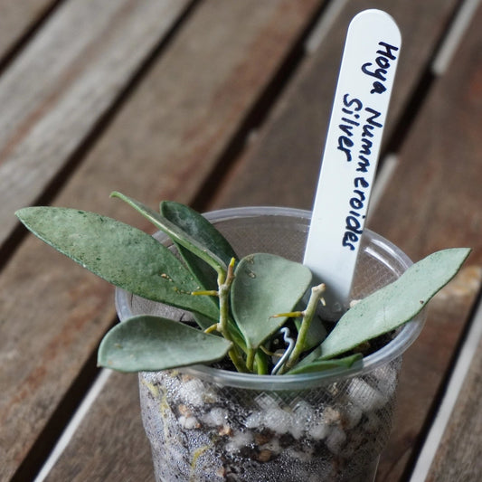 Hoya nummularioides Silver trailing wax plant with small round silver splashed leaves in a potting cup