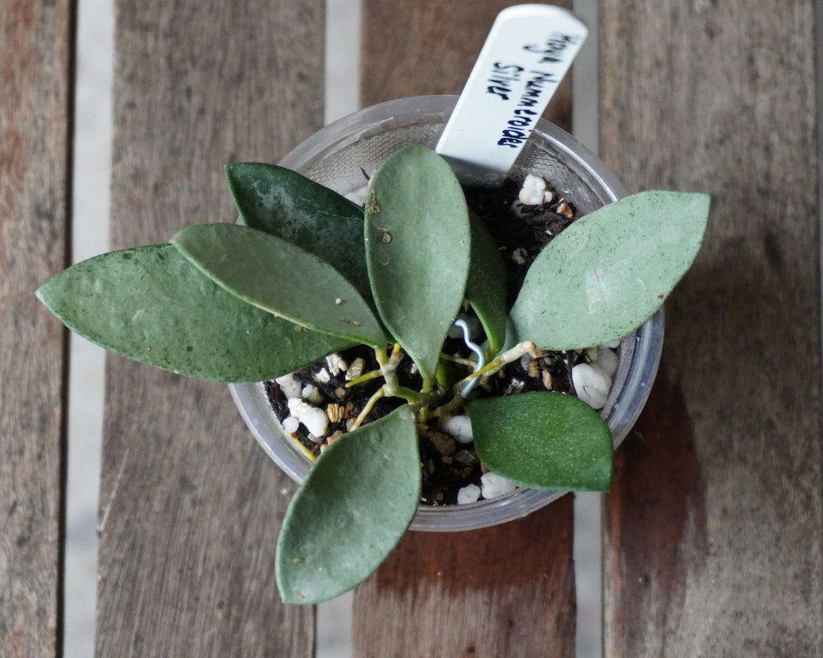 Hoya nummularioides Silver trailing wax plant top view with small round silver splashed leaves in a cup