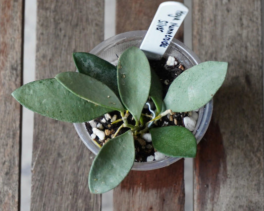 Hoya nummularioides Silver trailing wax plant top view with small round silver splashed leaves in a cup