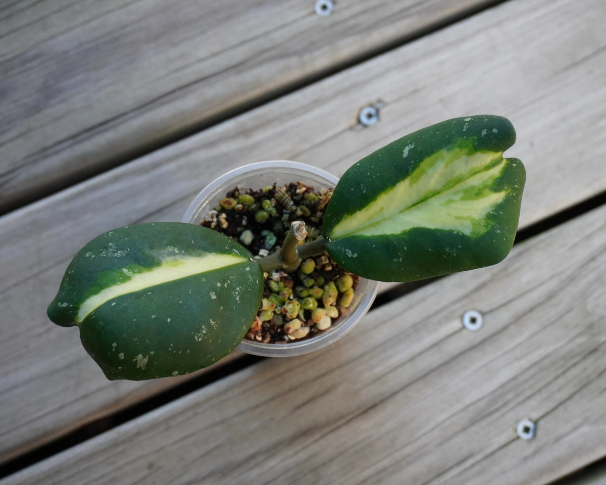 Rare Hoya Obovata Inner Variegated indoor plant showing thick round green leaves with creamy white and pink centers