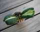 Rare Hoya Obovata Inner Variegated indoor plant showing thick round green leaves with creamy white and pink centers