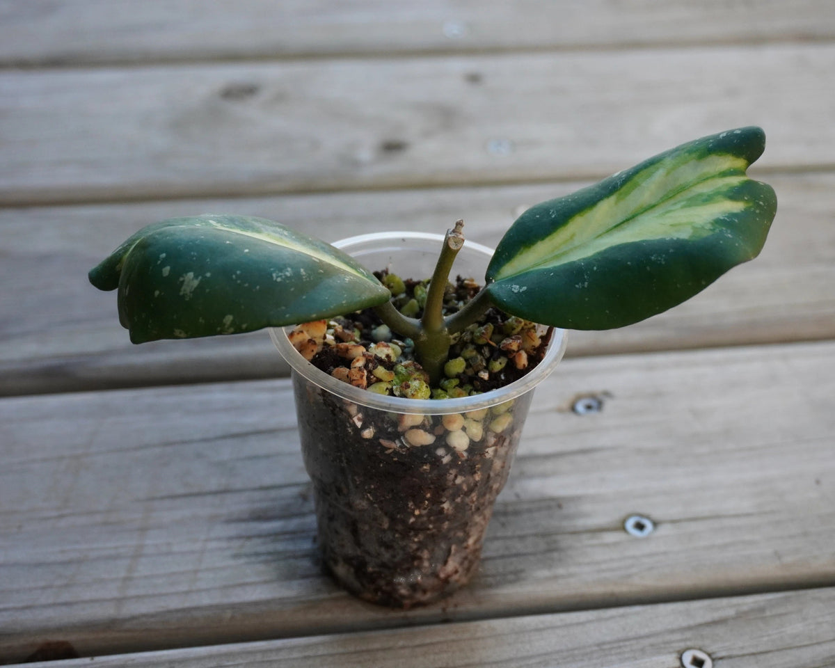 Rare Hoya Obovata Inner Variegated showing thick round green leaves with creamy white and pink centers