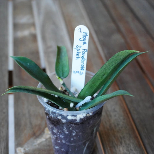 Hoya pandurata Splash Plant 01 with long, narrow green leaves, subtle silver speckling and new growth in a clear nursery pot.