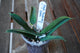 Close-up of Hoya pandurata Splash showing elongated green leaves with fine silver splash markings and pointed tips.