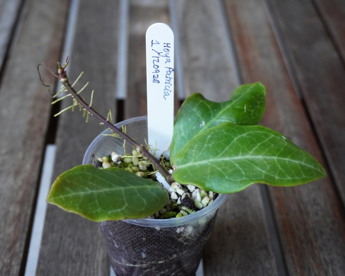 Top view of Hoya Patricia Plant 01 showing three broad green leaves with prominent pale veins and a developing vine.