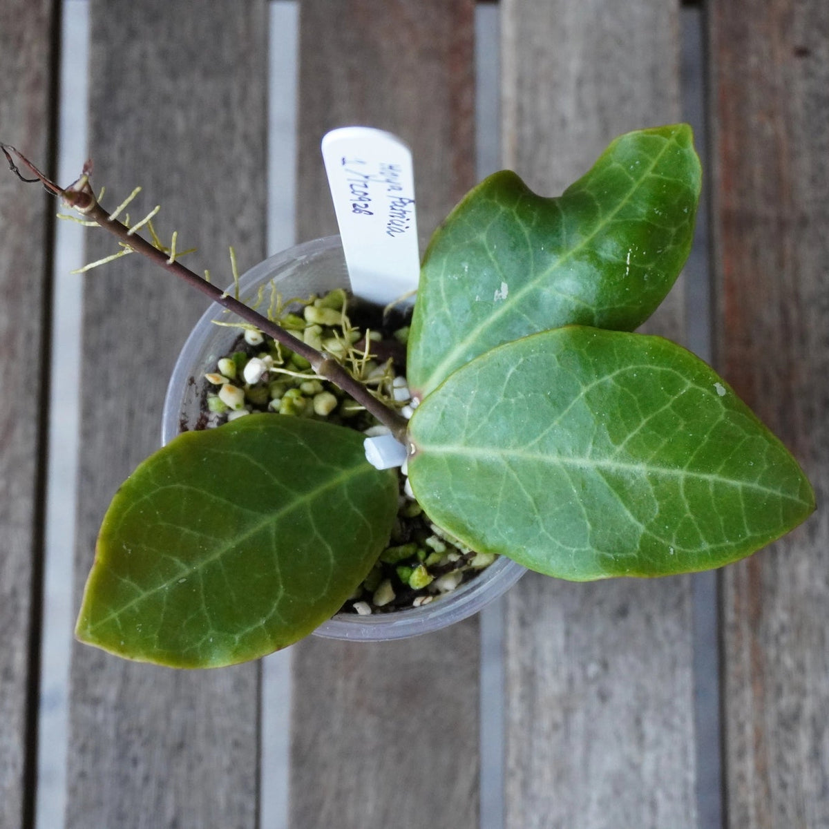Hoya Patricia Plant 01 with broad green leaves, visible pale veining and a climbing stem with aerial roots in a clear pot.