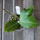 Hoya Patricia Plant 01 with broad green leaves, visible pale veining and a climbing stem with aerial roots in a clear pot.