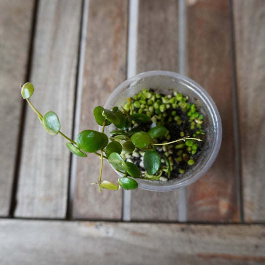 Hoya peltata collector wax plant showing unique shield-shaped green foliage in a pot