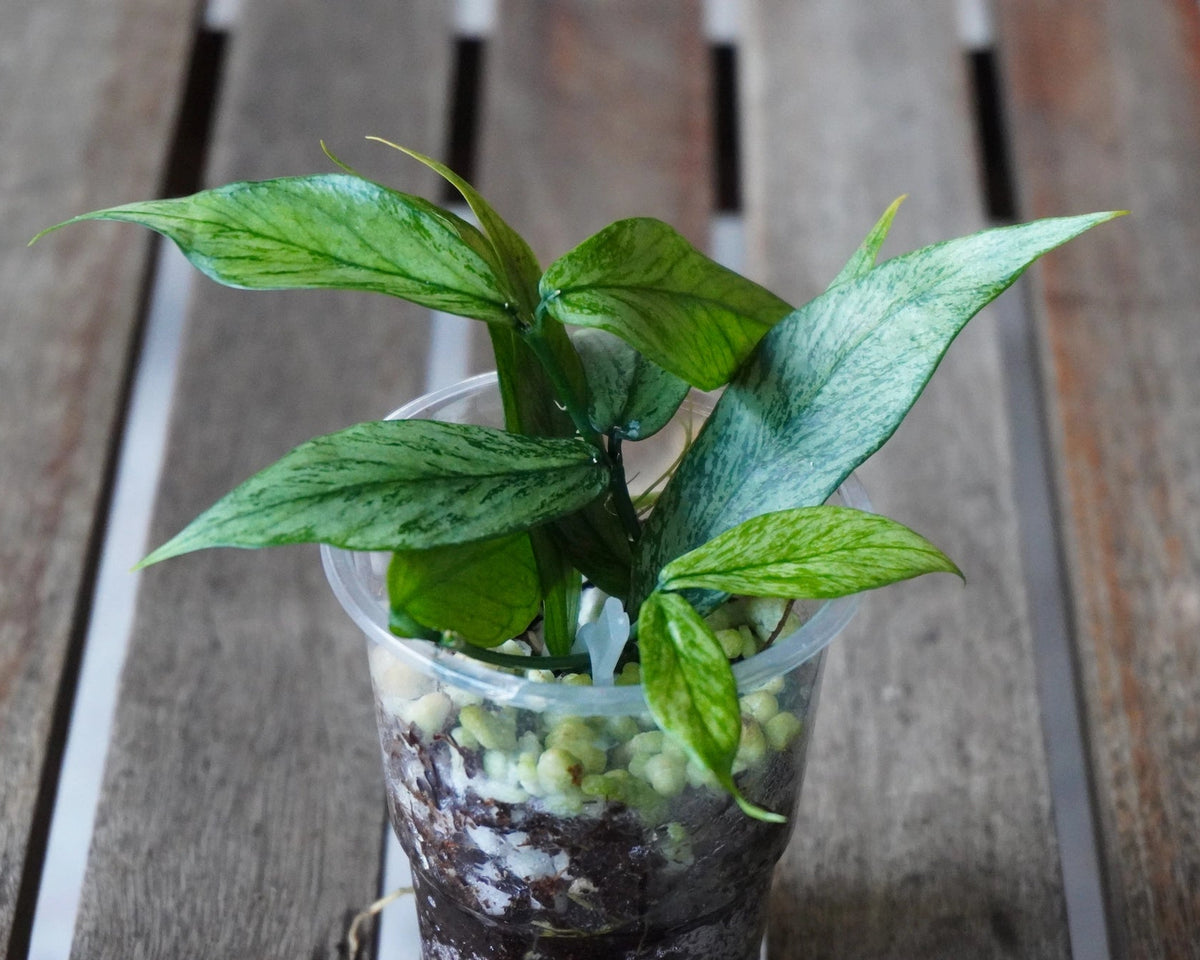 Hoya polyneura Silver Broget trailing wax plant with fishtail leaves displaying silver splash and cream variegation