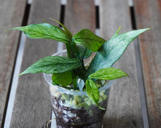 Hoya polyneura Silver Broget trailing wax plant with fishtail leaves displaying silver splash and cream variegation