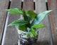 Hoya polyneura Silver Broget trailing wax plant with fishtail leaves displaying silver splash and cream variegation