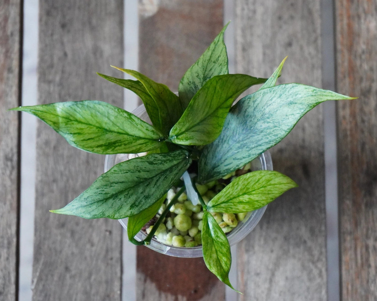Close up view of Hoya polyneura Silver Broget foliage showing distinct veins and heavy silver splash pattern