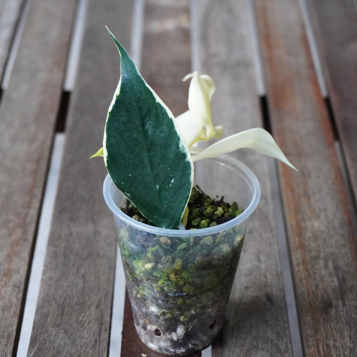 Hoya polyneura outer variegated trailing plant displaying fishtail shaped leaves with creamy white borders