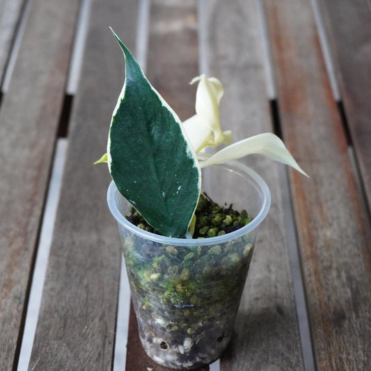 Hoya polyneura outer variegated trailing plant displaying fishtail shaped leaves with creamy white borders