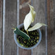Close up view of Hoya polyneura albomarginata foliage showing dark green veining and outer cream variegation