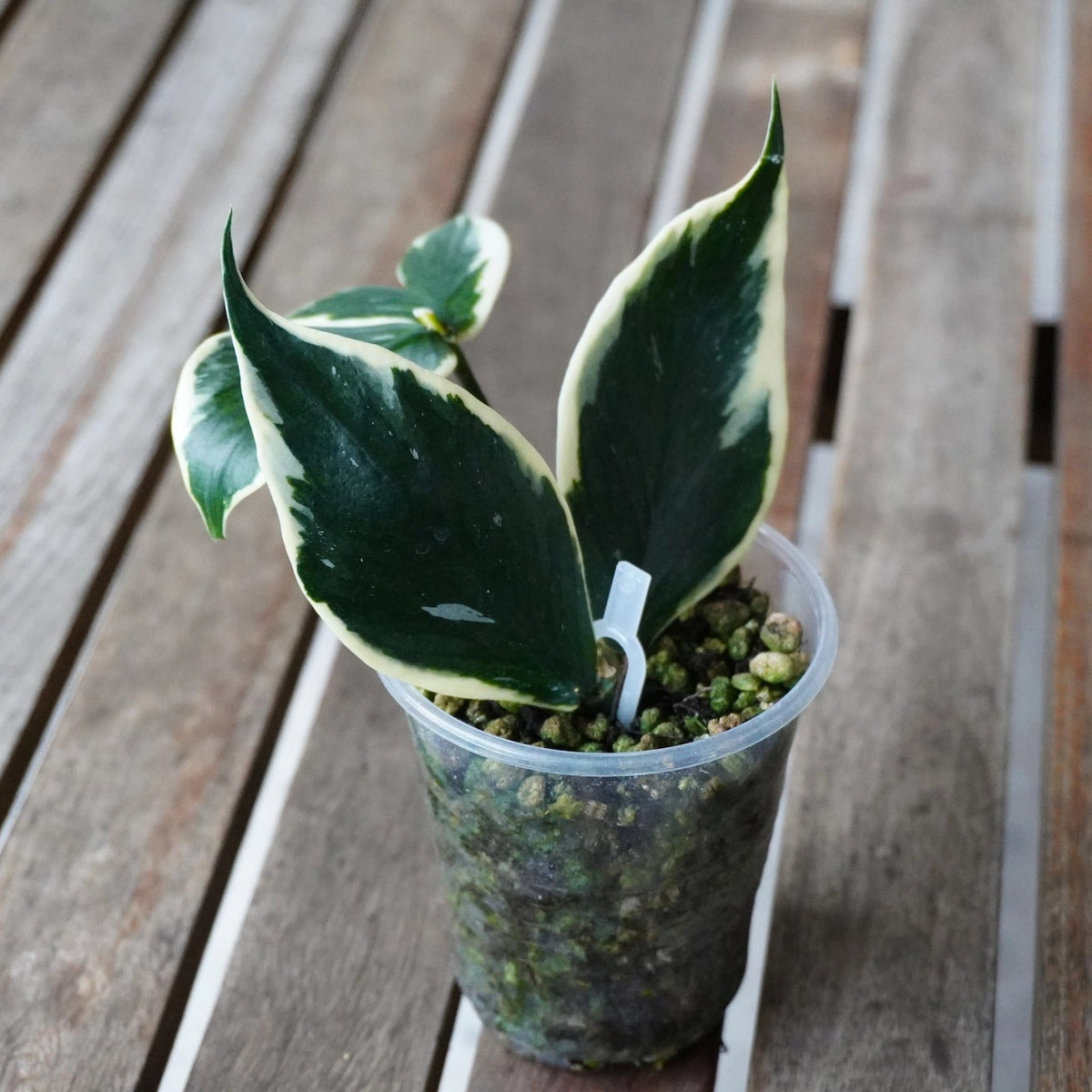 Hoya polyneura outer variegated plant with dark green fish-tail leaves edged in creamy white.