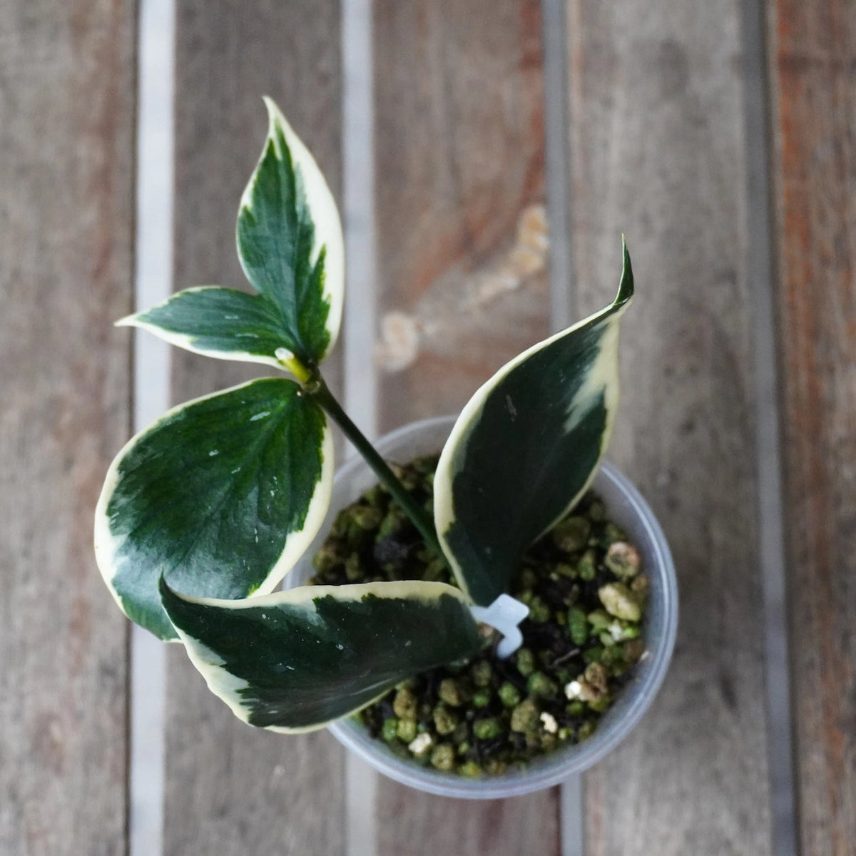 Top view of Hoya polyneura outer variegated showing green fish-tail leaves with creamy white margins.