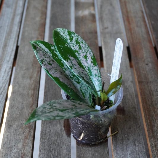 Hoya pubicalyx Pink Ghost Splash Plant 01 with broad green leaves heavily splashed with silver and fresh growth.