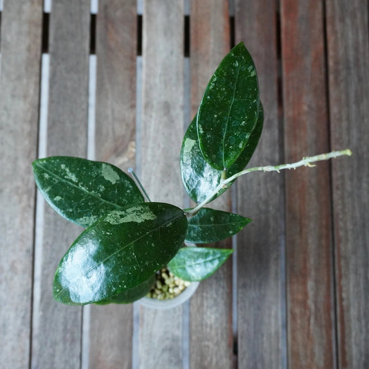 Top view of Hoya RHM 14-01 Plant 01 showing glossy dark green leaves with scattered silver splash markings.