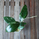 Top view of Hoya RHM 14-01 Plant 01 showing glossy dark green leaves with scattered silver splash markings.