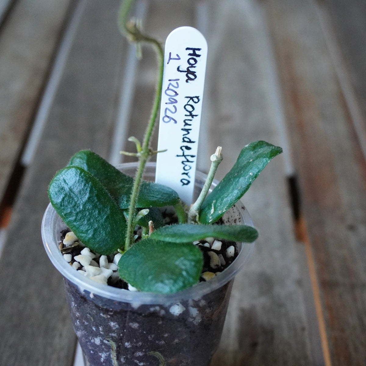 Hoya rotundiflora Plant 01 with thick rounded green leaves, lightly textured foliage and a developing vine in a clear pot.