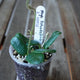 Hoya rotundiflora Plant 01 with thick rounded green leaves, lightly textured foliage and a developing vine in a clear pot.