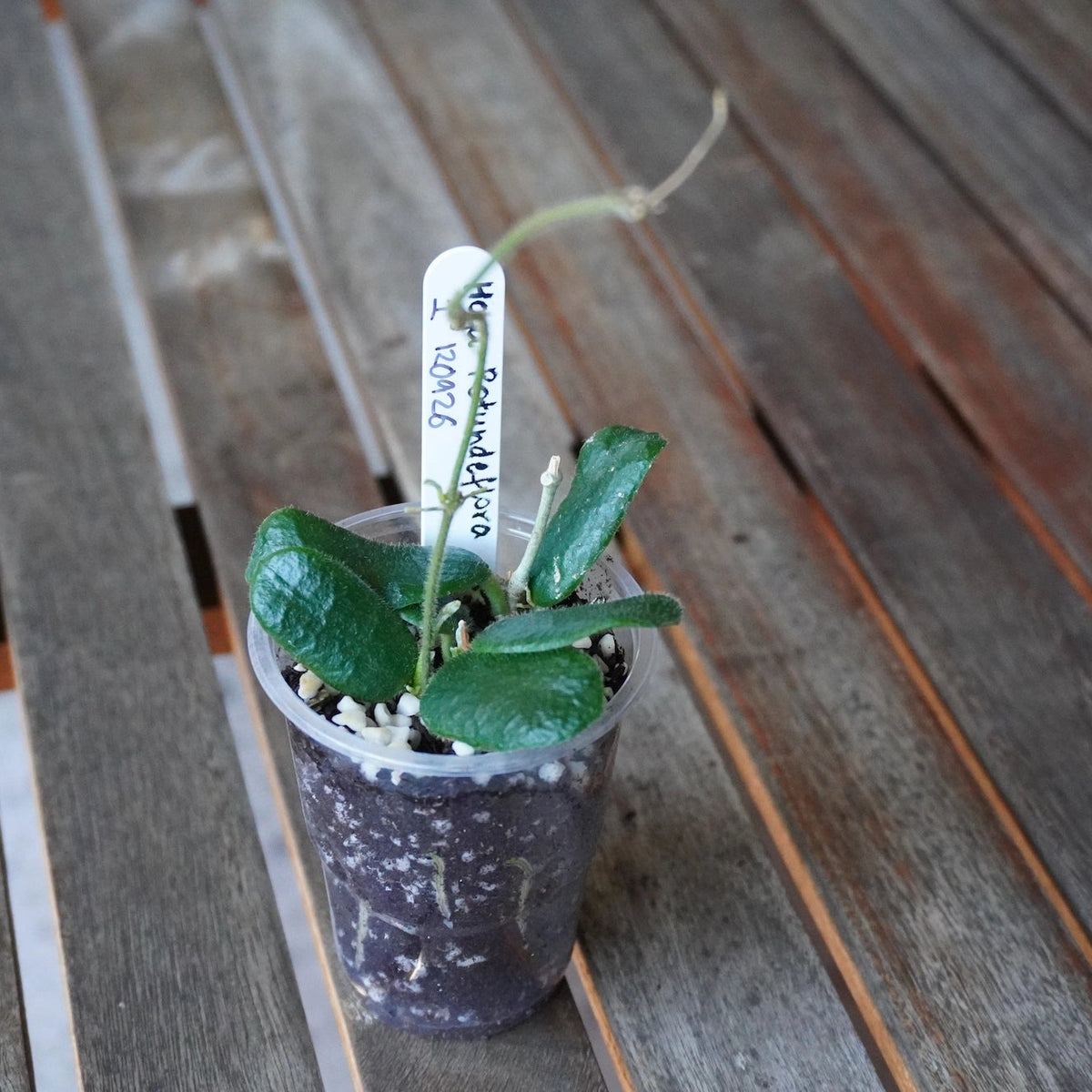 Side view of Hoya rotundiflora Plant 01 showing compact rounded leaves and a long climbing vine in a clear nursery pot.