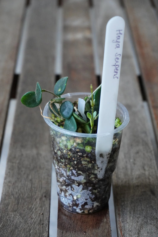 Hoya serpens with small round green leaves and trailing stems in a clear pot.