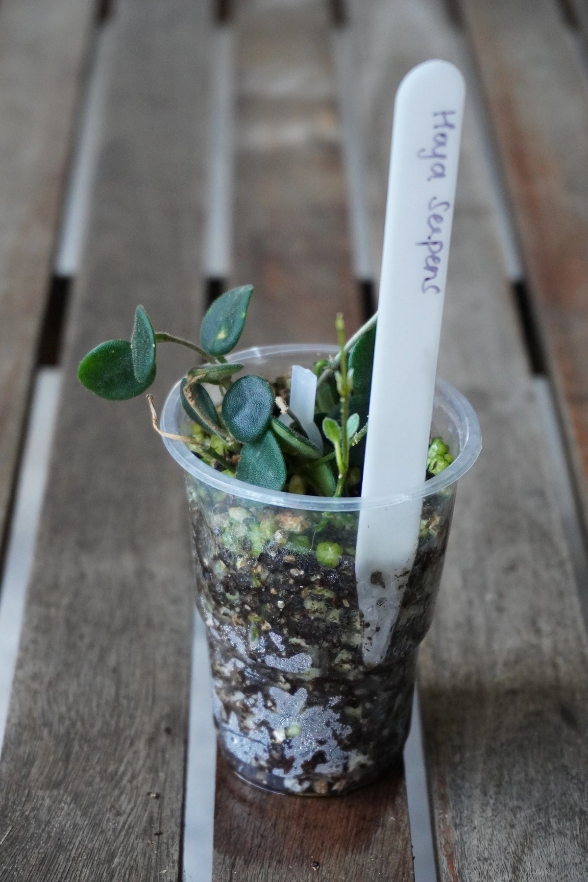 Hoya serpens with small round green leaves and trailing stems in a clear pot.