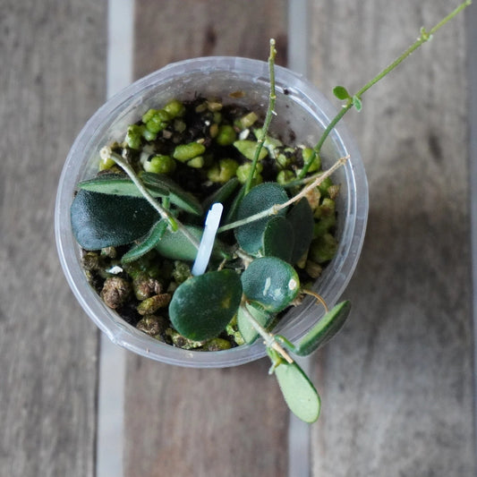 Top view of Hoya serpens showing small round green leaves and trailing growth in a clear pot.
