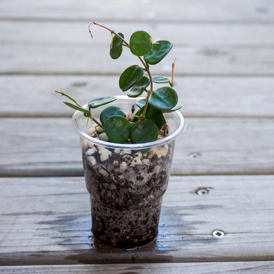 Hoya Serpens (Hoya serpens) rare trailing indoor wax plant with tiny round fuzzy green leaves