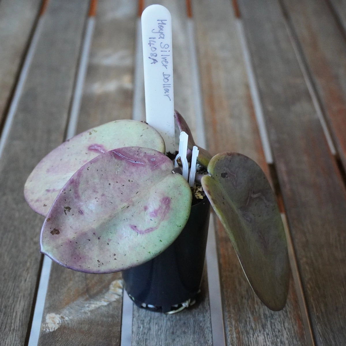 Hoya Silver Dollar Plant 00 with broad rounded silver-green leaves showing soft pink and purple sun-stressed tones.