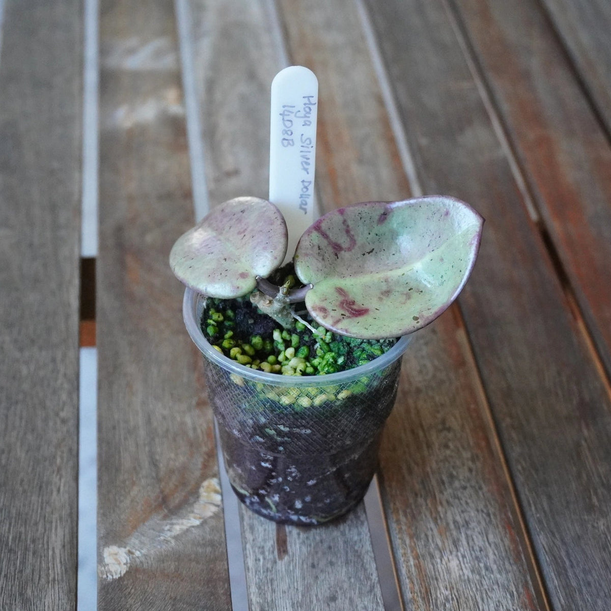 Top view of Hoya Silver Dollar Plant 01 with two large rounded silver-green leaves and delicate pink markings.