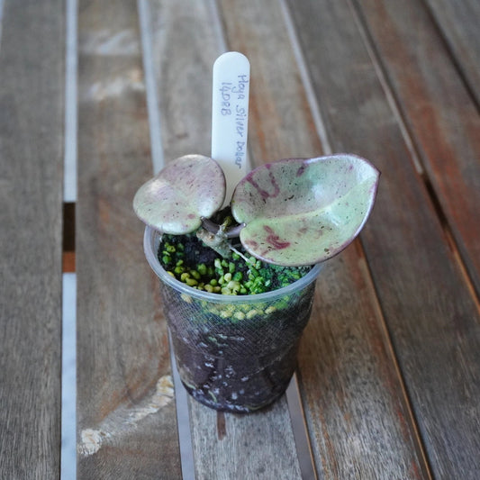 Top view of Hoya Silver Dollar Plant 01 with two large rounded silver-green leaves and delicate pink markings.