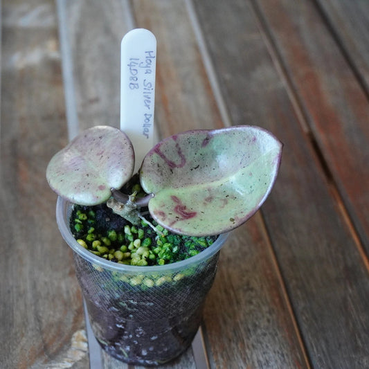 Hoya Silver Dollar Plant 01 showing rounded pale silver-green foliage with pink blush and visible leaf veining.