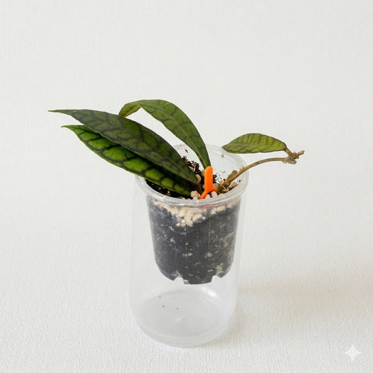 Hoya sp. Kalimantan featuring thick leaves with prominent dark green venation.