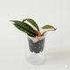 Hoya sp. Kalimantan featuring thick leaves with prominent dark green venation.