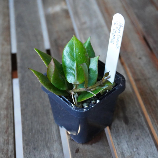 Hoya Sunrise Plant 01 with glossy green pointed leaves and compact new growth in a black nursery pot.