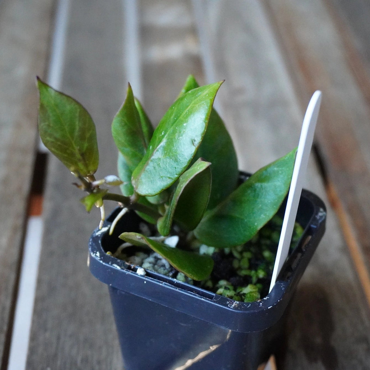 Hoya Sunrise Plant 01 showing glossy green foliage, reddish new leaves and developing stems in a black nursery pot.