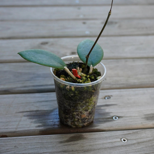 Hoya Tequila Sunrise (Hoya sp. aff. burtoniae) collectort trailing indoor wax plant with vibrant red and green sun-stressed leaves