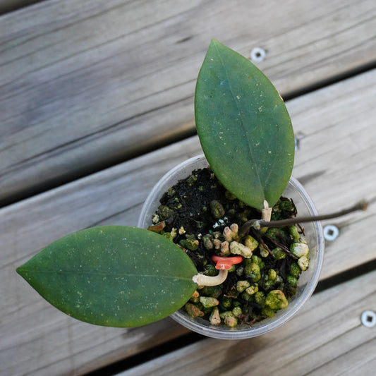 Hoya Tequila Sunrise (Hoya sp. aff. burtoniae) rare trailing indoor wax plant with vibrant red and green sun-stressed leaves