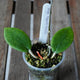 Close-up of Hoya Tequila Sunrise showing broad green leaves with light speckling and new growth.