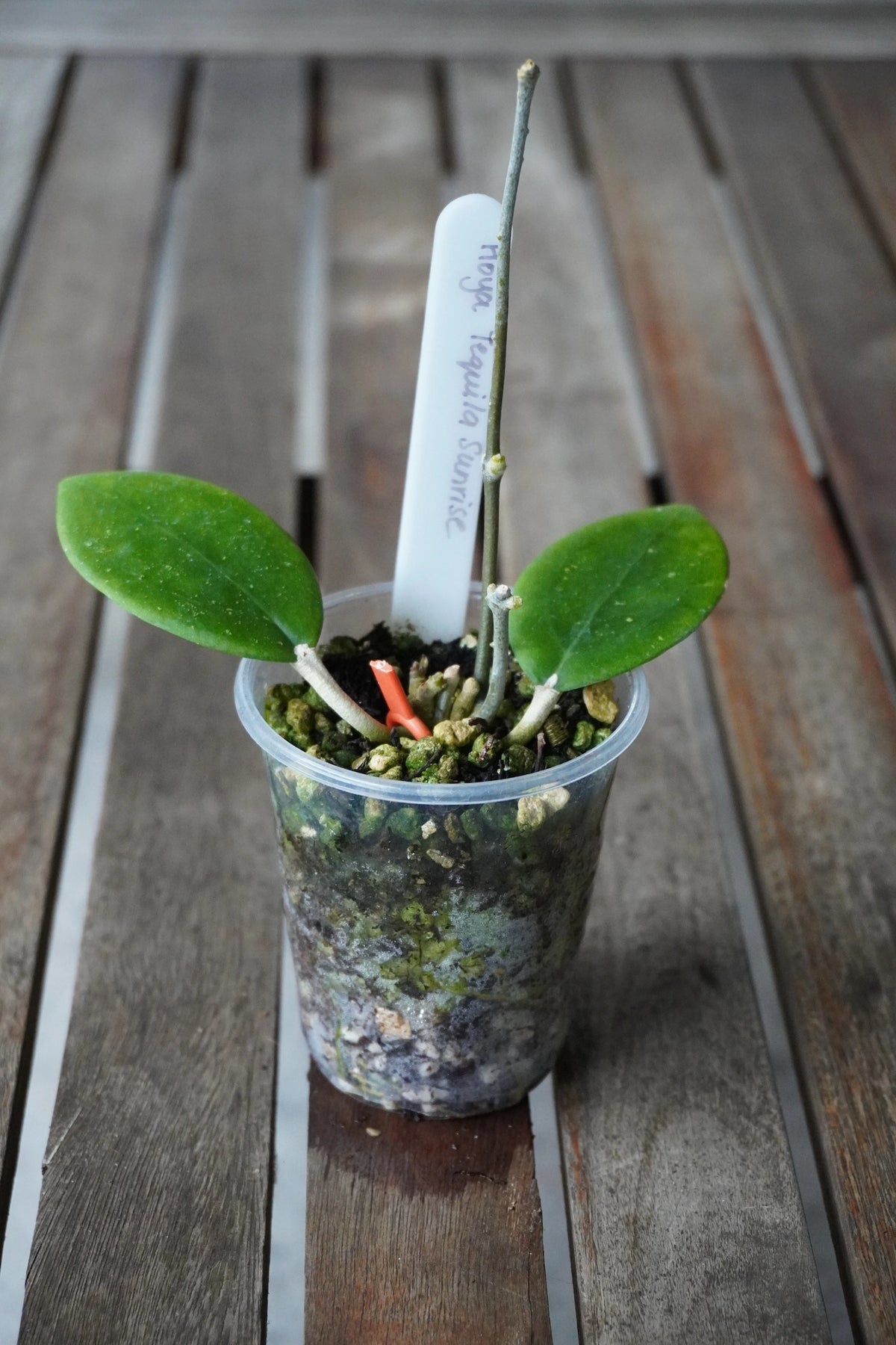 Hoya Tequila Sunrise with broad green leaves and a climbing stem growing in a clear pot.