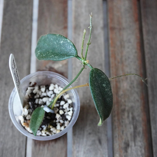 Hoya thomsonii White Plant 01 with dark green velvety leaves and lightly speckled foliage in a clear nursery pot.