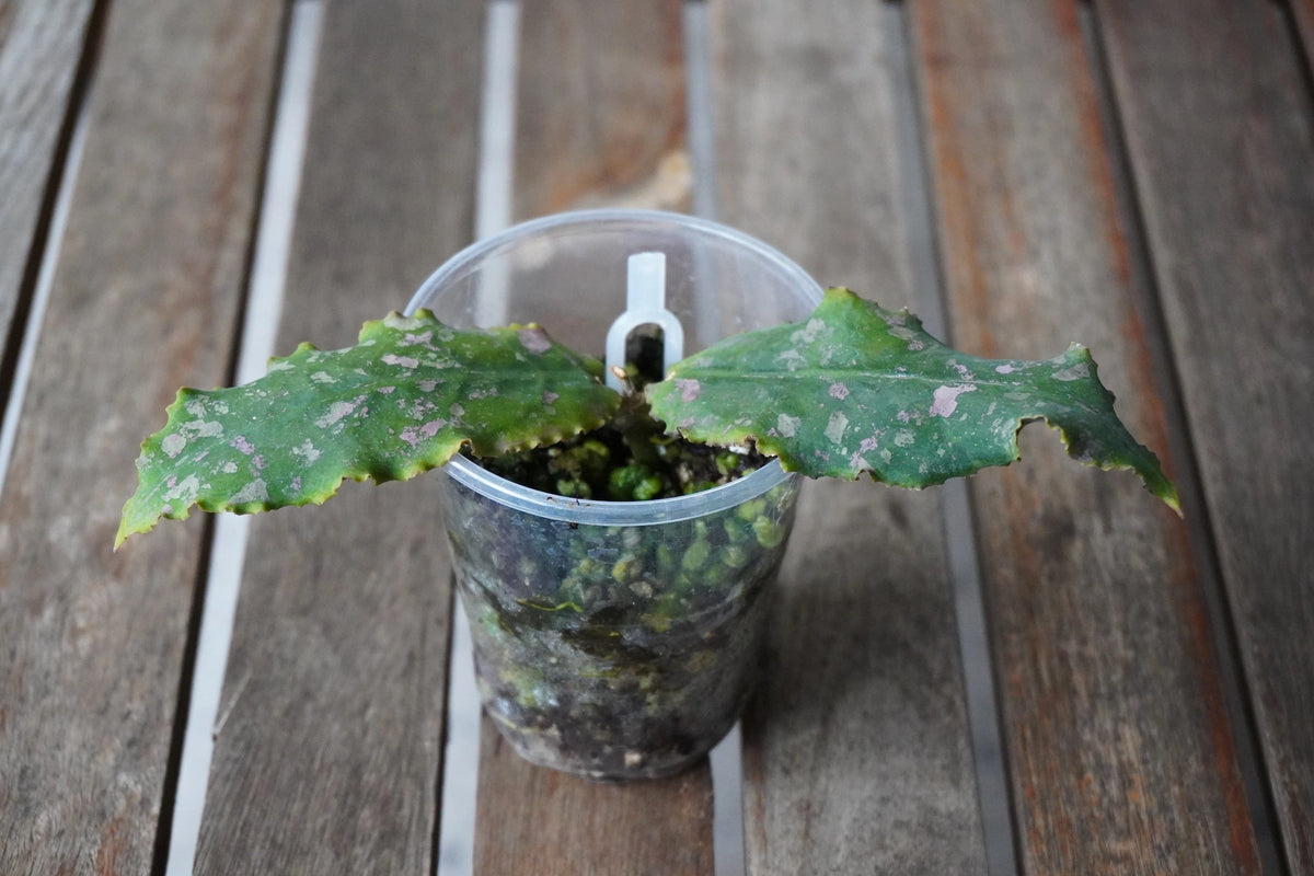 Hoya undulata with large wavy green leaves and silver-pink splashing growing in a clear pot.