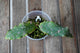 Top view of Hoya undulata showing broad wavy leaves with distinctive silver and pink splashing.