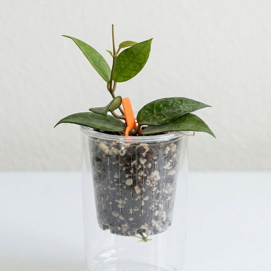 Hoya verticillata Black Margin showing distinctive dark leaf edges and waxy green surface.