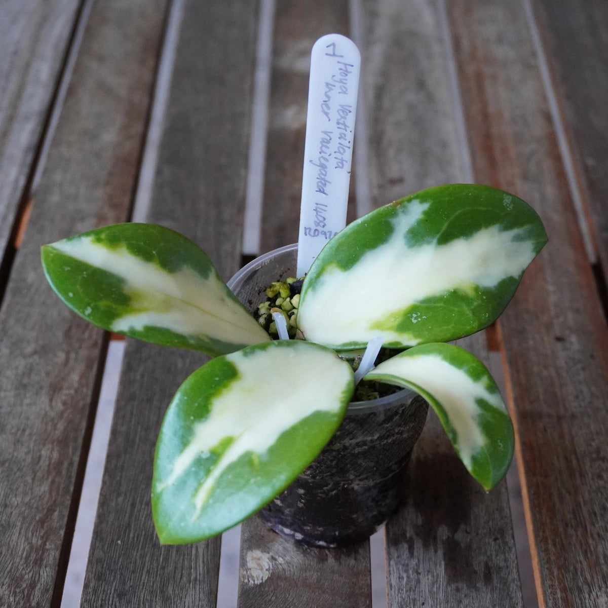 Hoya verticillata Inner Variegated Plant 01 with thick oval leaves showing creamy white centres and dark green margins.